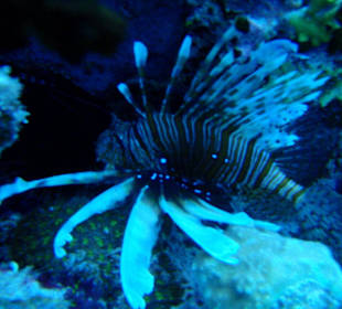 Feuerfisch