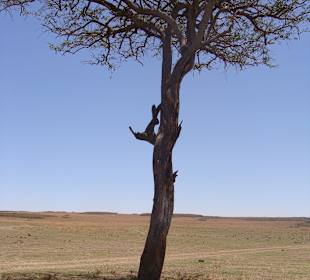Löwe und Zebra Kopf an Kopf