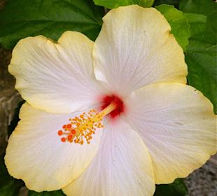 Rancisa Pet Shop and meeting point