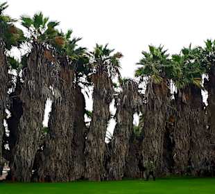 Botanischer Garten Viveiro