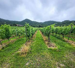 Kalkboden mit Weinsöcken