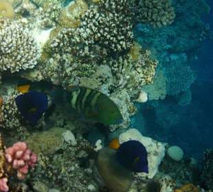 Fische am Hausriff The Palace