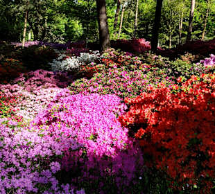 Ein Meer von Blüten