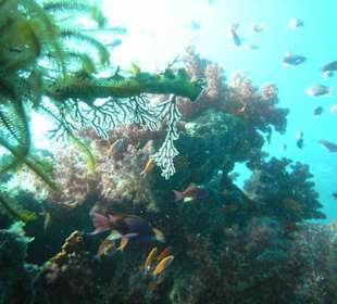 В водах Тихого.