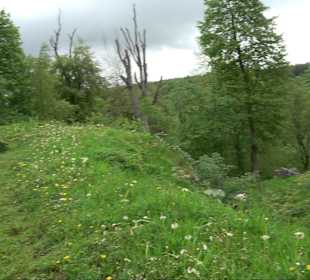 Ruine Burg Kaltenburg