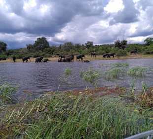 Auf dem Chobe River