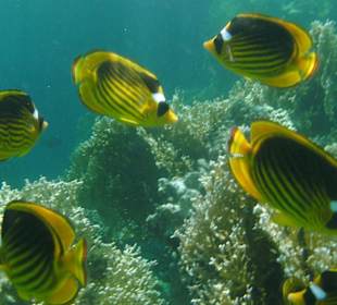 Hotelriff - Schnorcheln