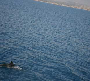 Delfine vom Schiff aus fotografiert