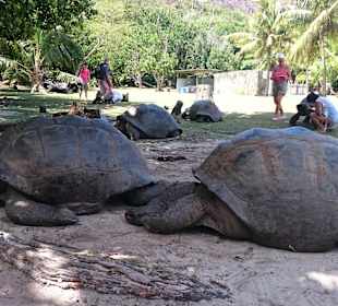 Giant Land Turtles