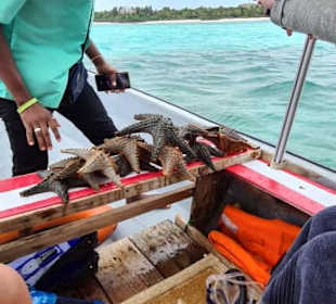 Schnorcheln bei den Seesternen