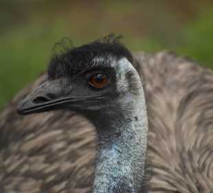 Naturwildpark Granat