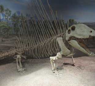Dimetrodon, fleischfressender Pelycosaurier, Perm