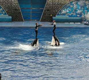 Whales swim in the sky