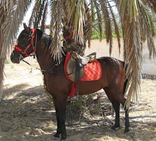 Reitstall von Walid / Schachda – schöner Araber
