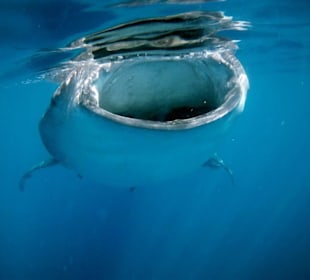 Sanfter Riese des Meeres