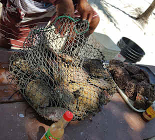 Rundreise Costa Rica Pazifikküste