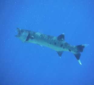 Hausriff - Barracuda