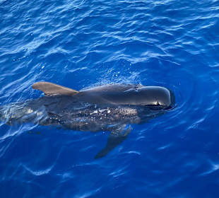 Aqualand Costa Adeje