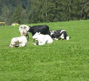 Wandern Oberbozen nach Maria Saal