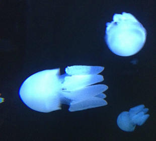 Jelly fish