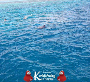 Private Delfin-Tour mit Delfinbeobachtung 16.11.20