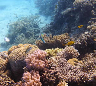 Delfinausflug mit Mo