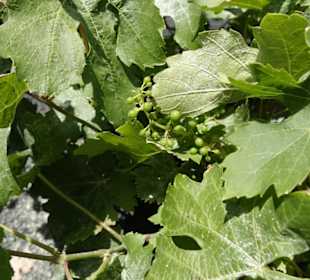 Im Mai bilden sich schon die Früchte