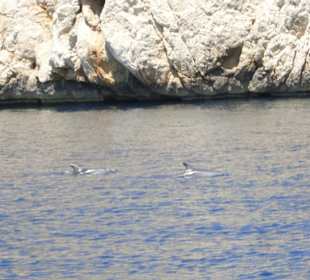 Richtung Cap de Formentor vorbei an wilden Delfine