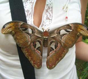 Balinesischer Riesenschmetterling