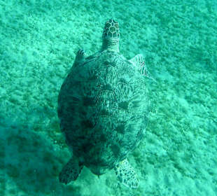 Schnorcheln Marsa Alam