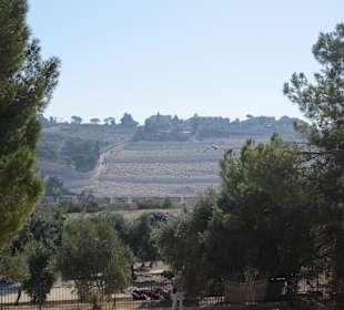 Blick vom Plateau zum Ölberg