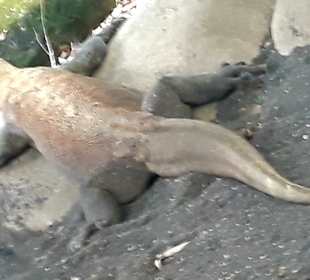 Singapur Zoo