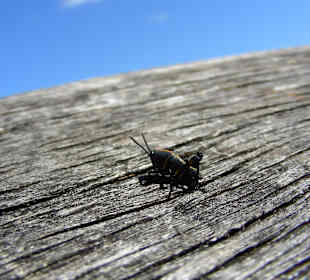 Die Everglades haben auch kleine Schätze