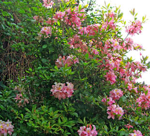 Ein Blumenmeer und Düfte