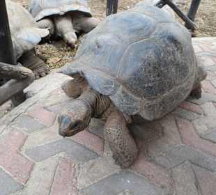 Die Schildkröten auf Prison Island
