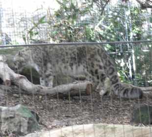 Leopardo