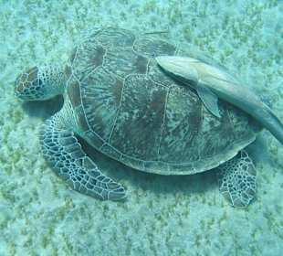 Bei den Riesenschildkröten