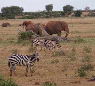 Tierwelt im Nationalpark