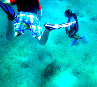 Da ist sie,  unsere Schildkröte