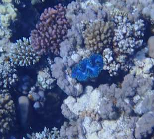 Schnorcheln Makadi Bay