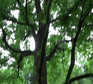 Baumlehrpfad Glacis Park