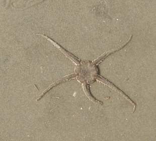 Seestern am Strand von St. Peter Ording