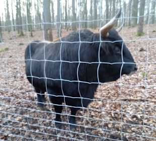 Wildpark Betzenberg in Kaiserslautern