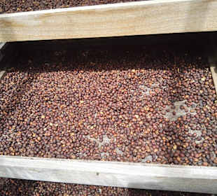 Kaffeeplantage Finca La Laja