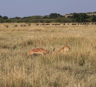 Masai Mara