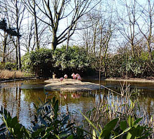 Die Flamingoanlage