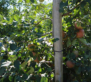 Äpfel so weit das Auge reicht...