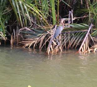 Reiher in den Mangroven