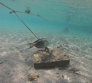 Am Rande des Hausriffs