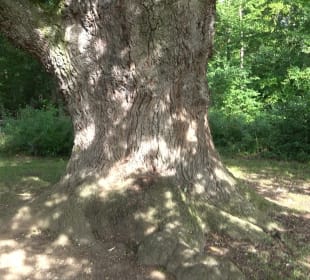 Naturdenkmal Sulzeiche Walddorf